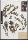 Foto von Salix repens L.